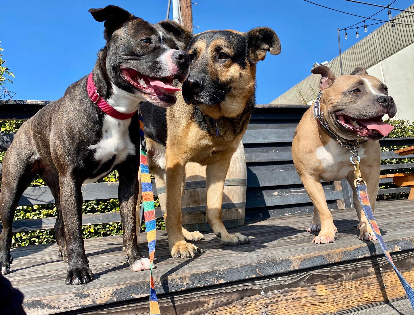 We’re just over here reminiscing about spending sunny days together on the brewery patio - but we also want to let you know that we’re now filling CROWLERS! There’s a selection of limited release and one off beers waiting for you to choose from in the web shop, so get to it (please and thank you). And why a photo of dogs when we want to talk about crowlers? Because the dogs are way cuter...
.
.